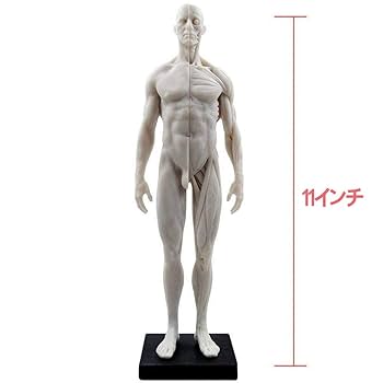 Amazon.co.jp: 男性と女性 人体モデル 人体模型 1セット 11